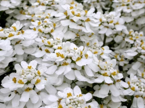 Iberis semp. 'Weisser Zwerg'