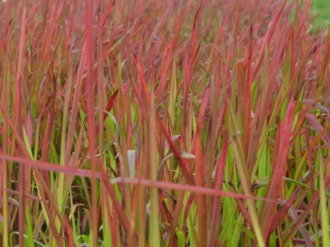 Imperata cylindrica 'Red Baron'