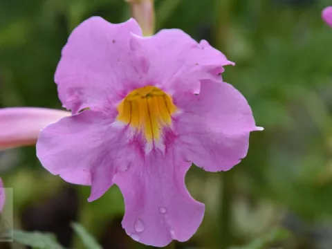Incarvillea delavayi