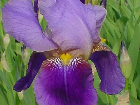 Iris (G) 'Alcazar'