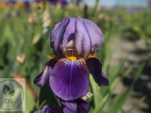 Iris (G) 'Ambassadeur'