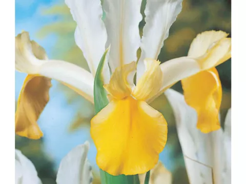 Iris hol. 'Angel Wings'