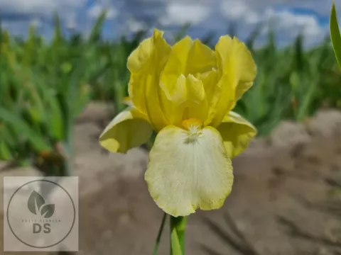 Iris (G) 'Blessed Again'