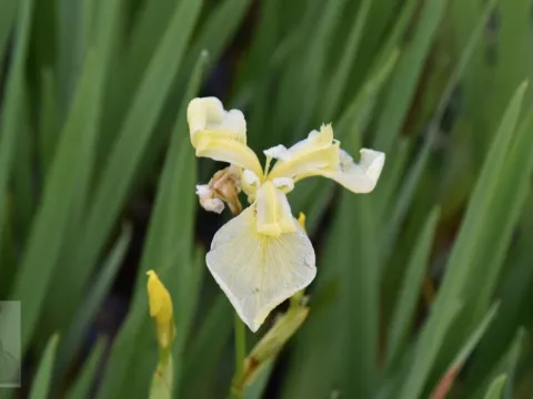 Iris pseudacorus 'Bastardii'