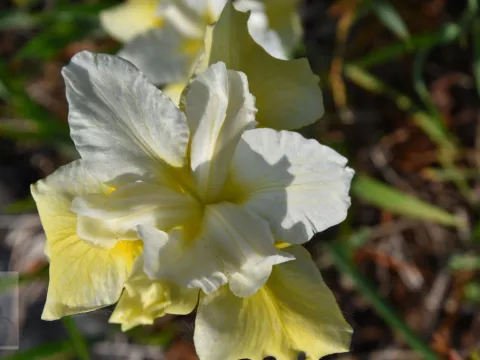 Iris sib. 'Butter and Suggar'