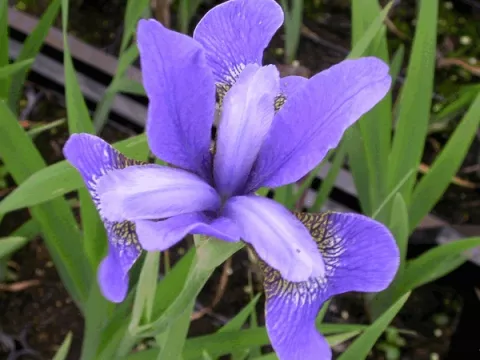 Iris sib. 'Blue King'