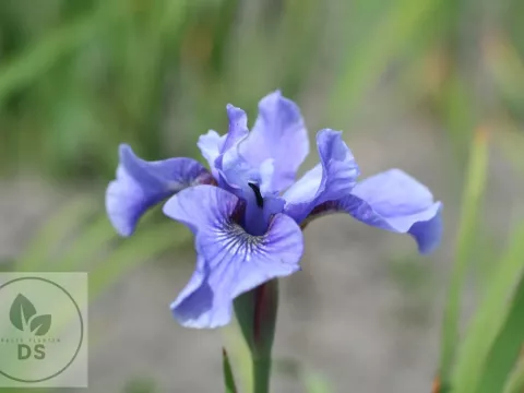 Iris sib. 'Blue Moon'