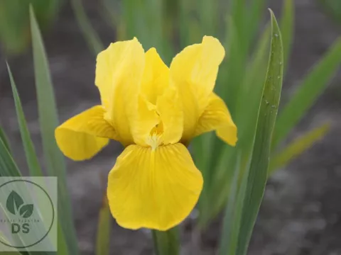 Iris (P) 'Brassie'