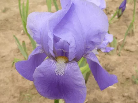 Iris (G) 'Blue Sapphire'