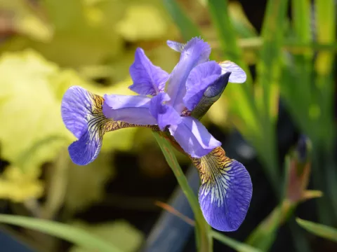 Iris sib. 'Caesar's Brother'