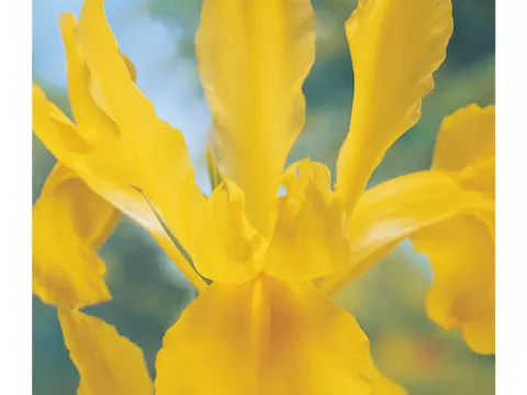 Iris hol. 'Golden Harvest'