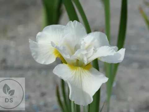 Iris sib. 'Harpswell Happiness'