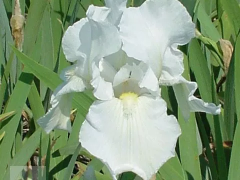 Iris (G) 'Immortality'