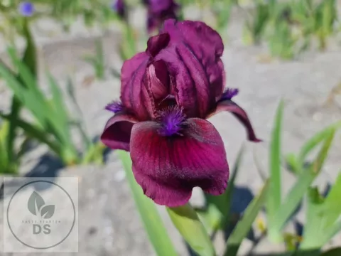 Iris (P) 'Pastel Charm'