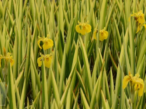 Iris pseudacorus 'Variegatus'