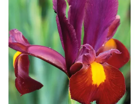 Iris hol. 'Red Ember'