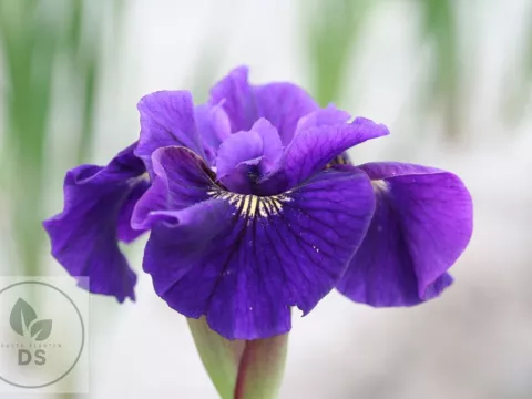 Iris sib. 'Ruffled Velvet'