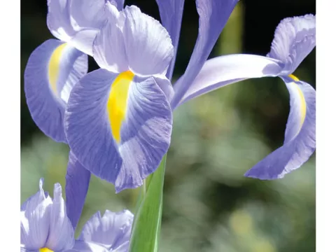 Iris hol. 'Sapphire Beauty'