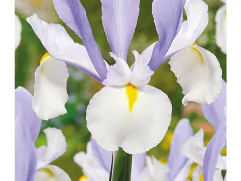 Iris hol. 'Silvery Beauty'