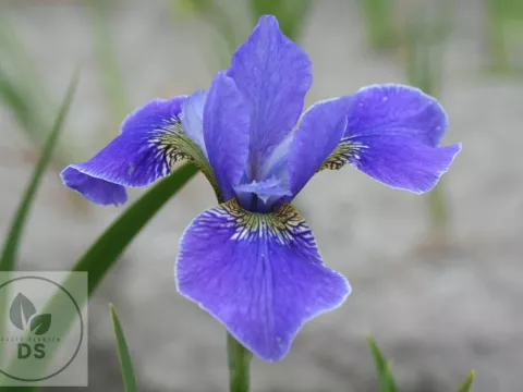 Iris sib. 'Silver Edge'