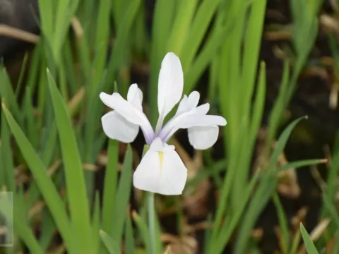 Iris laevigata 'Snowdrift'