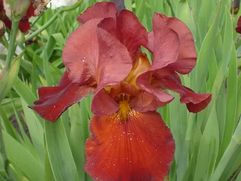 Iris (G) 'Sultan's Palace'