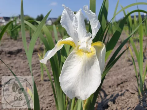 Iris sib. 'Snow Queen'