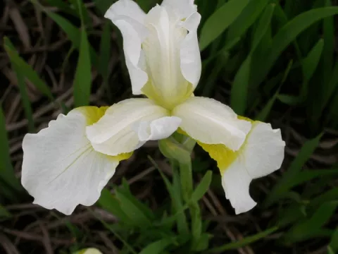 Iris sanguinea 'Snow Queen'