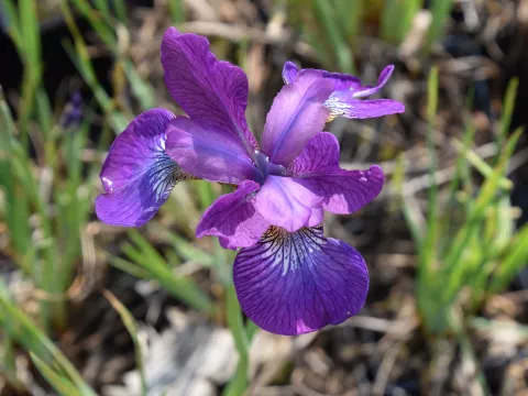 Iris sib. 'Sparkling Rose'