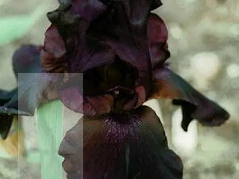 Iris (G) 'Superstition'