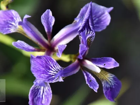 Iris versicolor