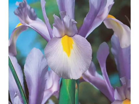 Iris hol. 'Wedgewood'