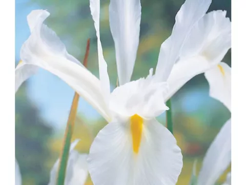 Iris hol. 'White Excelsior'