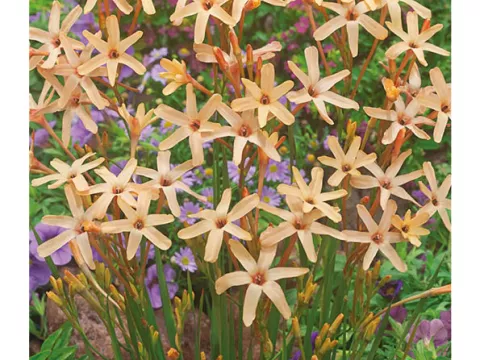 Ixia paniculata 'Eos'