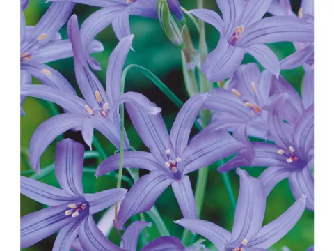 Ixiolirion tataricum