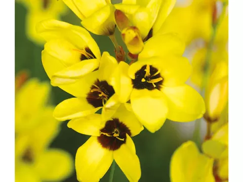 Ixia 'Yellow Emperor'