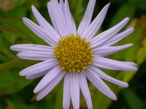 Kalimeris incisa 'Blue Star'