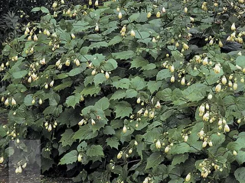 Kirengeshoma palmata