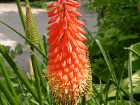 Kniphofia 'Alcazar'