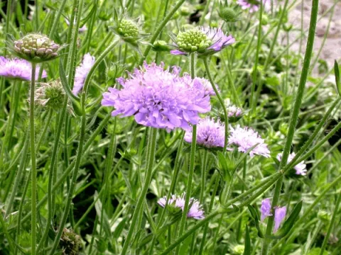 Knautia arvensis