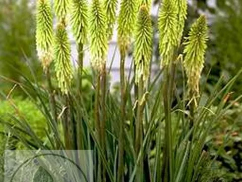 Kniphofia 'Green Jade'