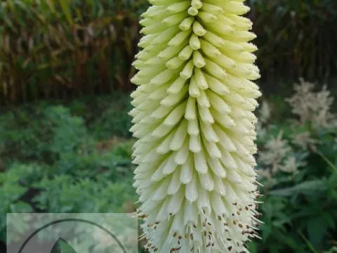 Kniphofia 'Ice Queen'