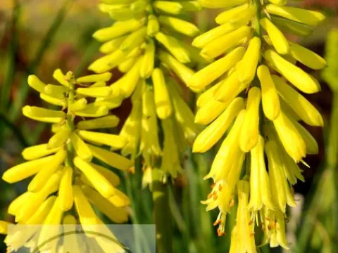 Kniphofia 'Lemon Popsicle' PBR