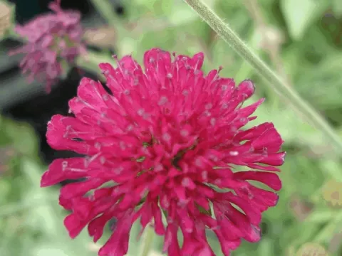 Knautia macedonica 'Mars Midget'