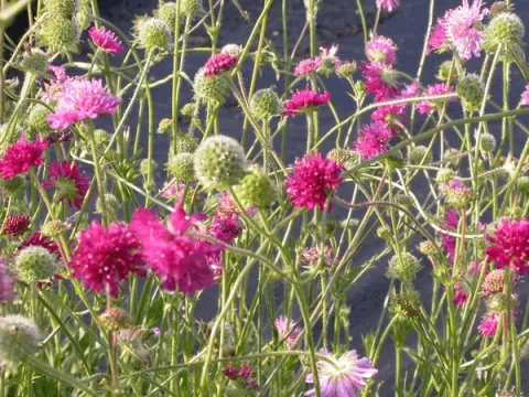 Knautia macedonica 'Melton Pastels'