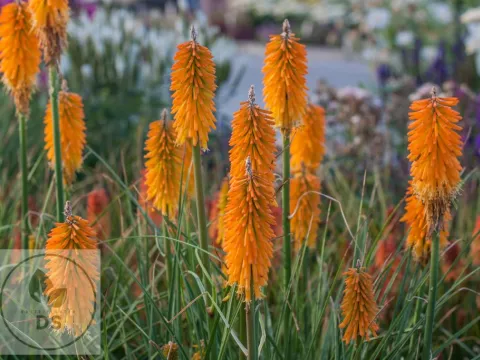 Kniphofia 'Mango Popsicle'