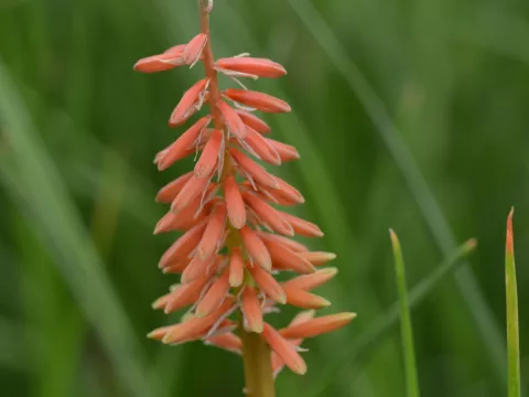 Kniphofia 'Nancy's Red'