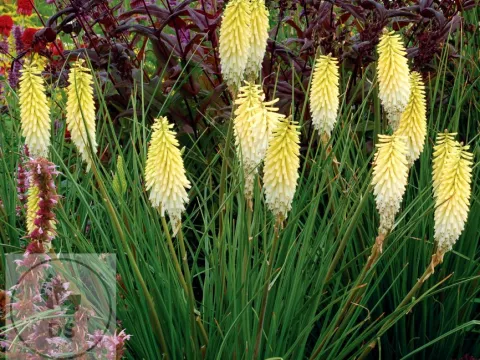 Kniphofia 'Pineapple Popsicle'