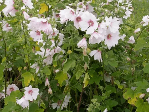Lavatera 'Barnsley Baby'