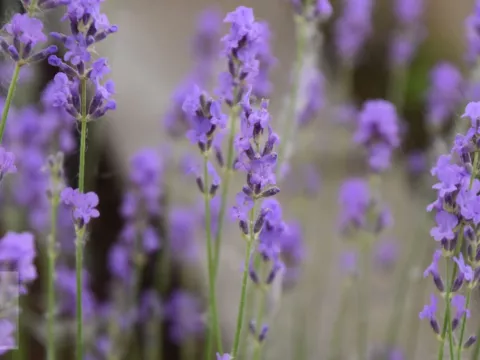 Lavandula ang. 'Brabant's Lust'